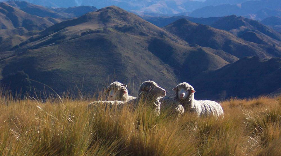 The Royal Saga of Escorial Wool