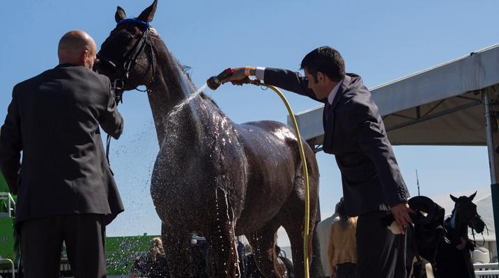What To Wear To The Investec Derby with Grey Fox