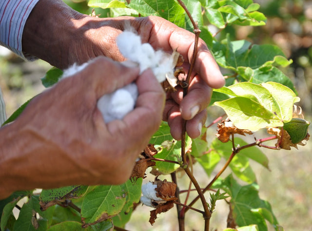 West Indian Sea Island: The World’s Rarest Cotton